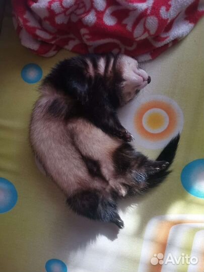 Хорек мальчик