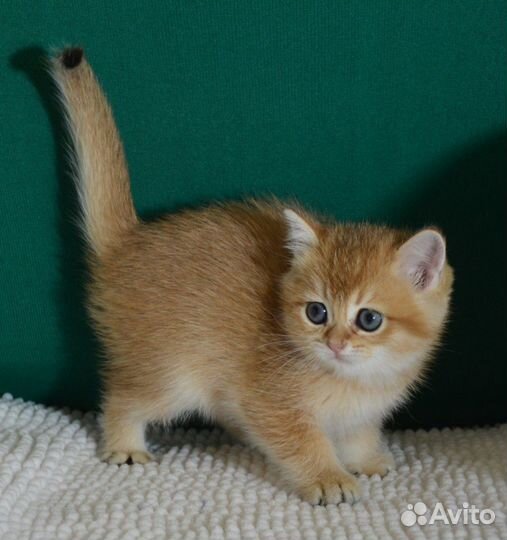 Золотые, с прививками