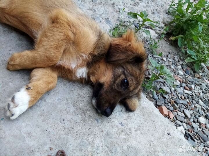 Собака (девочка) в добрые руки отдам бесплатно