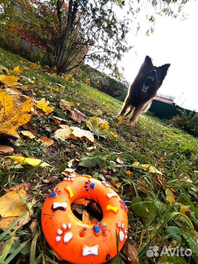 Немецкая овчарка длинношерстная вязка