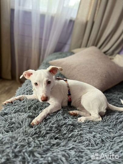 Квартирная собачка в дар