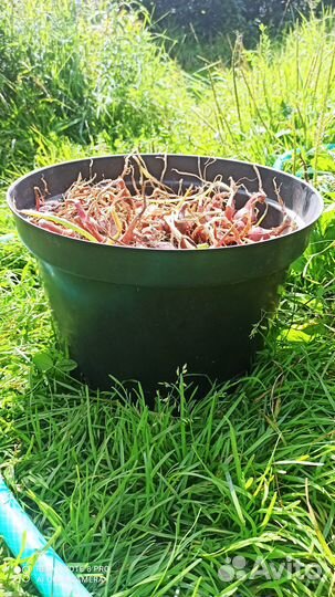 Лук севок семейный красный Цена за ведро