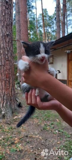 Кошки в добрые руки
