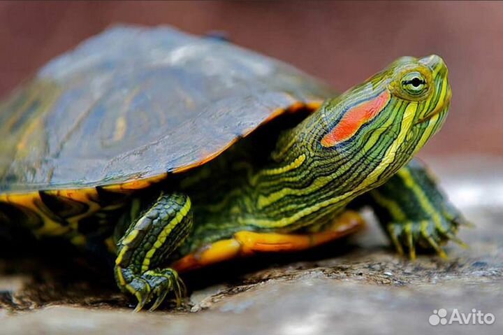 Черепашка маленькая