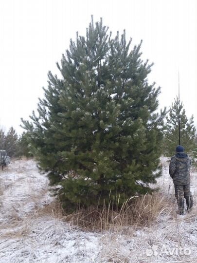 Саженцы сосны, ёлки,крупномеры