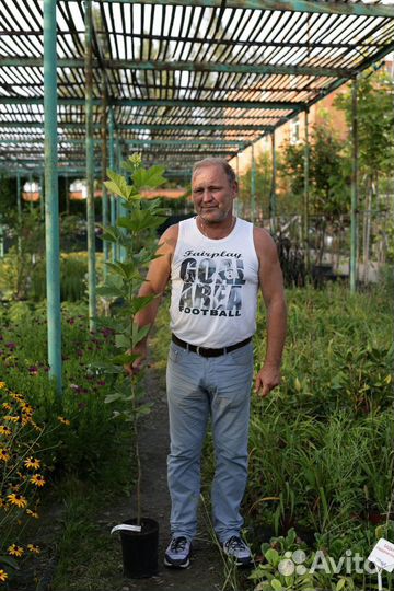 Питомник экзотических и уличных растений,подарки