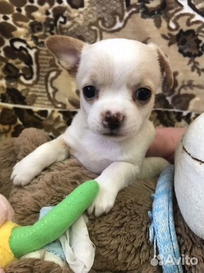 Продам щенков Чихуахуа