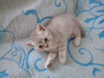 Funnycatschronicle. когда человек приручил кошку. отношение кошек к котятам. отношение кошек к котятам. как приручить кошку.