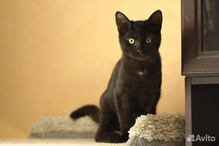 Котенок в добрые руки