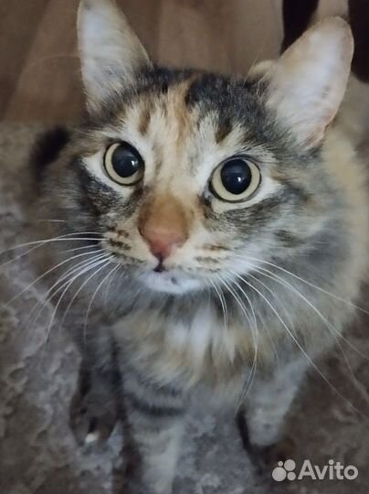 Пристраиваю