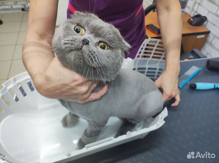Стрижка кошек выезд на дом