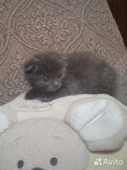 Котёнок вислоушка 2 мес