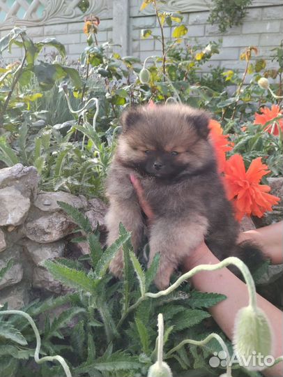 Щенки померанского мини шпица лисьего типа