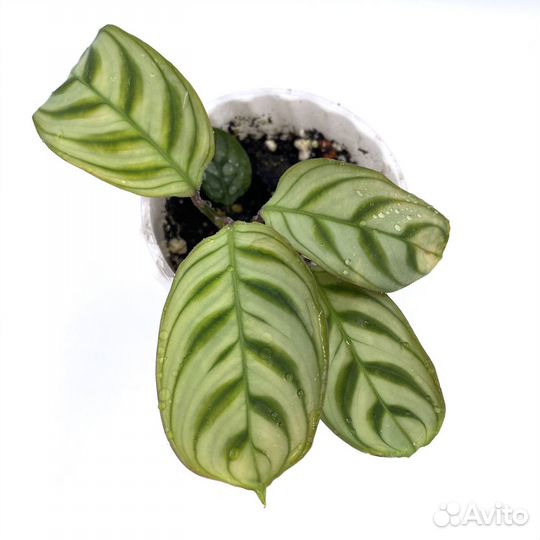 Ктенанта бурле маркси