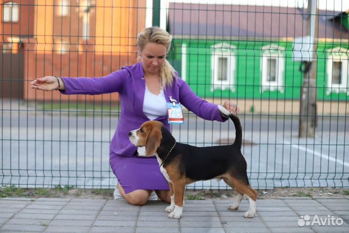 Бигль вязка