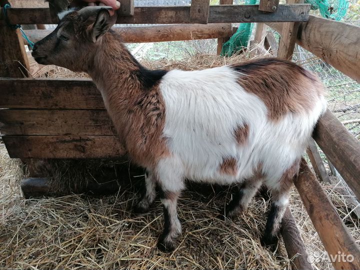 Козы и козел