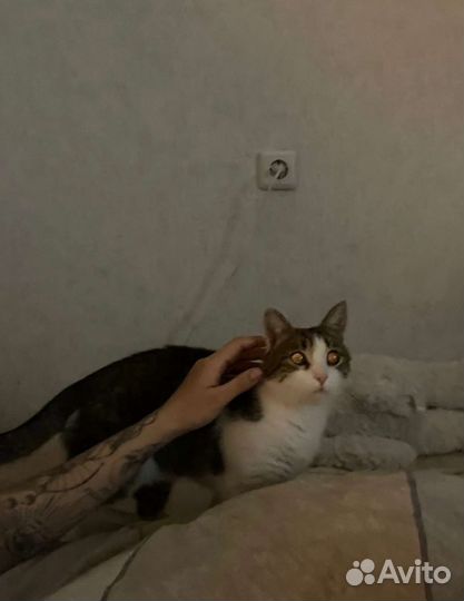 Отдам кота в добрые руки