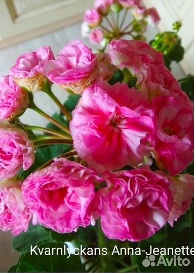 Герань пеларгония