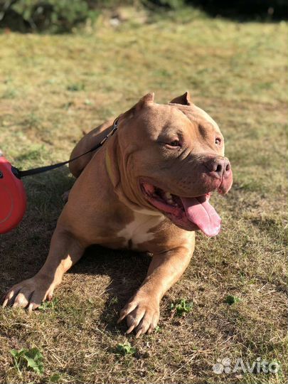 Американский булли xl