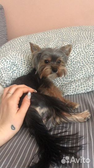 Случка доя йорика 1 год