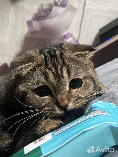 Шотландская вислоухая кошка бесплатно