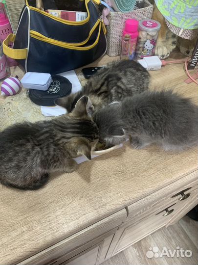 Кошка в дар