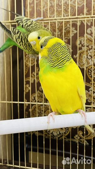 Волнистый попугай