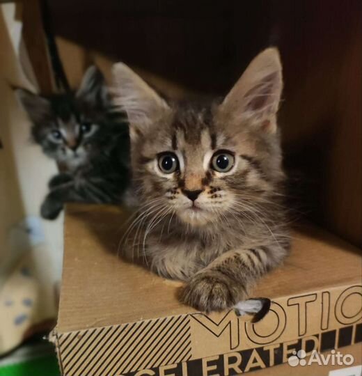 Метис Мейн-куна и Невской маскарадной кошки