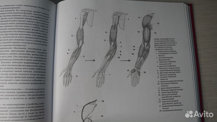 Анатомия для художников. Чиварди Джованни
