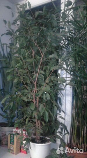 Роскошный Фикус Бенджамина