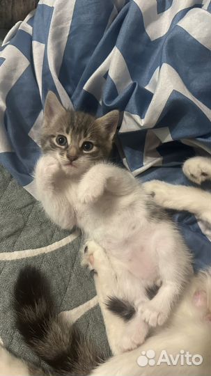 Котята бесплатно