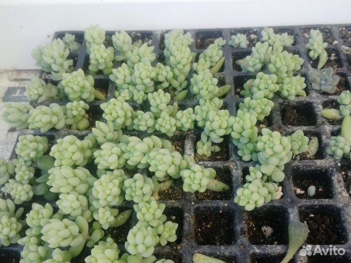 Седум моргана