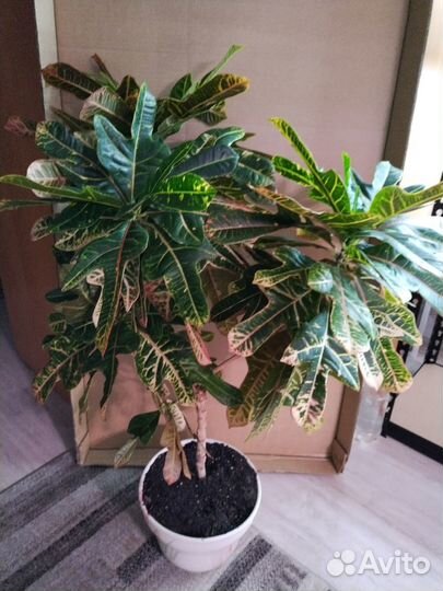 Кодиеум кротон