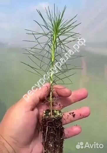 Сеянцы Сосна Ель зкс закрытая корневая система