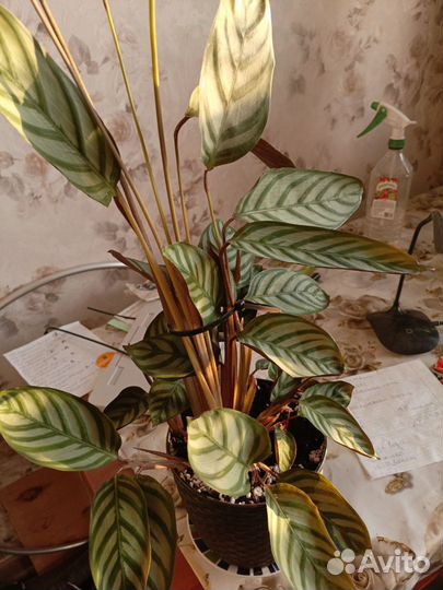 Калатея ктенанта