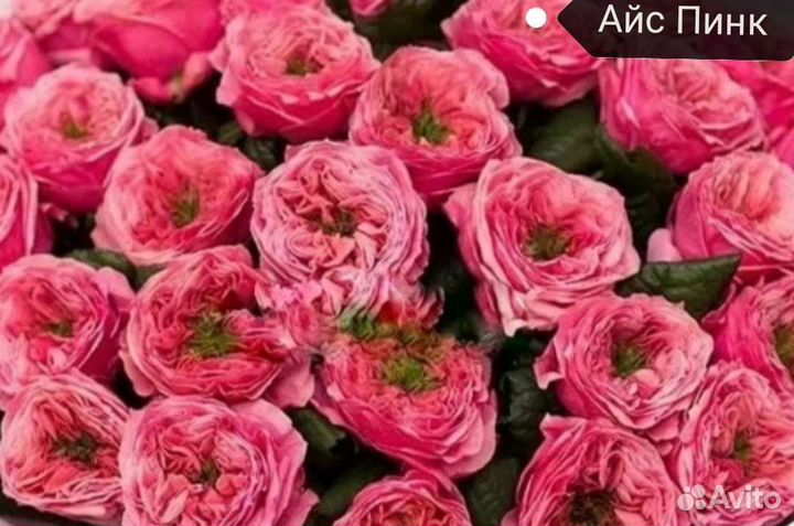 Саженцы роз открыт сезон продаж отправлю по России