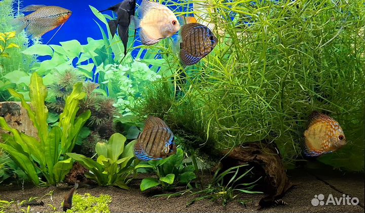 Фарш для дискусов