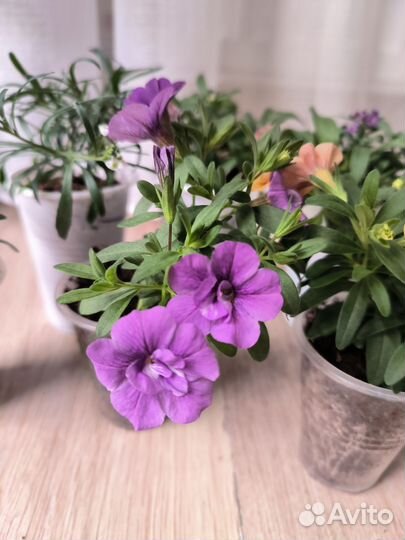 Черенки вегетативной калибрахоа, алиссума, лобелии