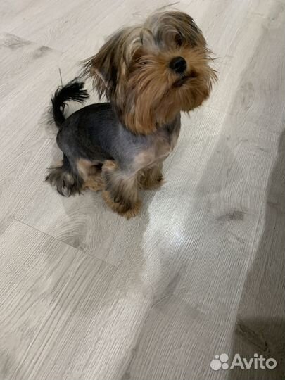 Продам Йорка