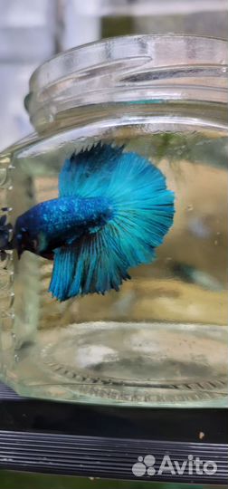 Рыбка петушок