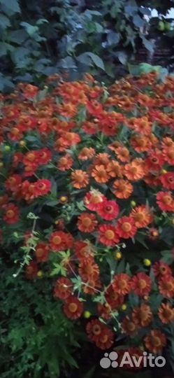 Многолетние садовые цветы