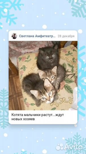 Котята