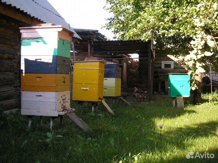 Пчелосемьи с ульями, рамки, термокамера