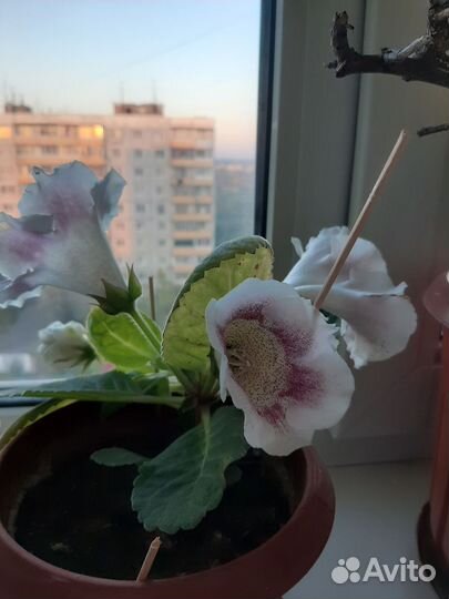 Глоксиния