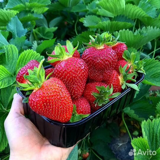 Рассада клубники Альба, Альбион