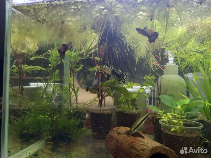 Гуппи Дамбо Красная Мозайка