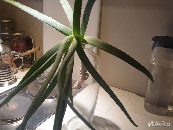 Алое набор растений