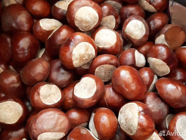 Плоды конского Каштана