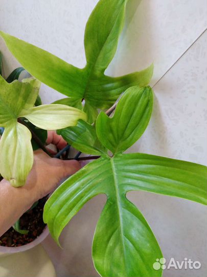 Филодендрон Флорида Бьюти Альба