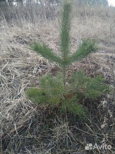 Саженцы сосны